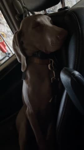 A Dramatic dog throws hilarious tantrum after being denied the park