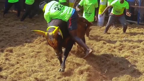 Jallikattu Videos