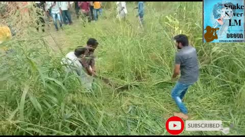 Big Indian rok pithan rescue 3 Brothers catch big snake on the Agri land