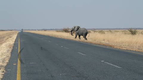 Giant Elephant Cross The Road