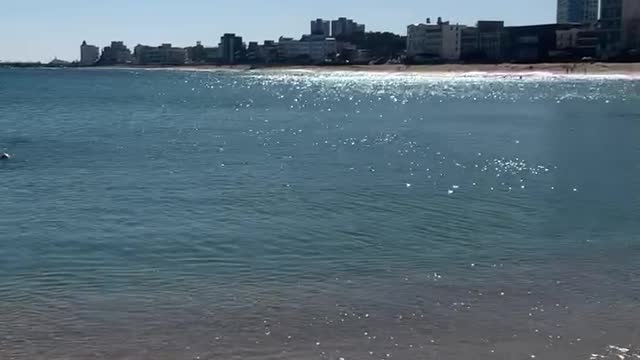 the sparkling sea