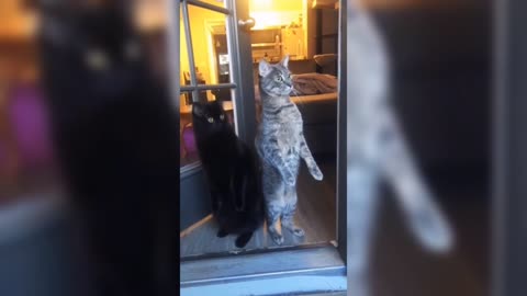 funny cats