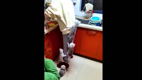 Funniest Cats and Dogs 🐱🐶 Part 11