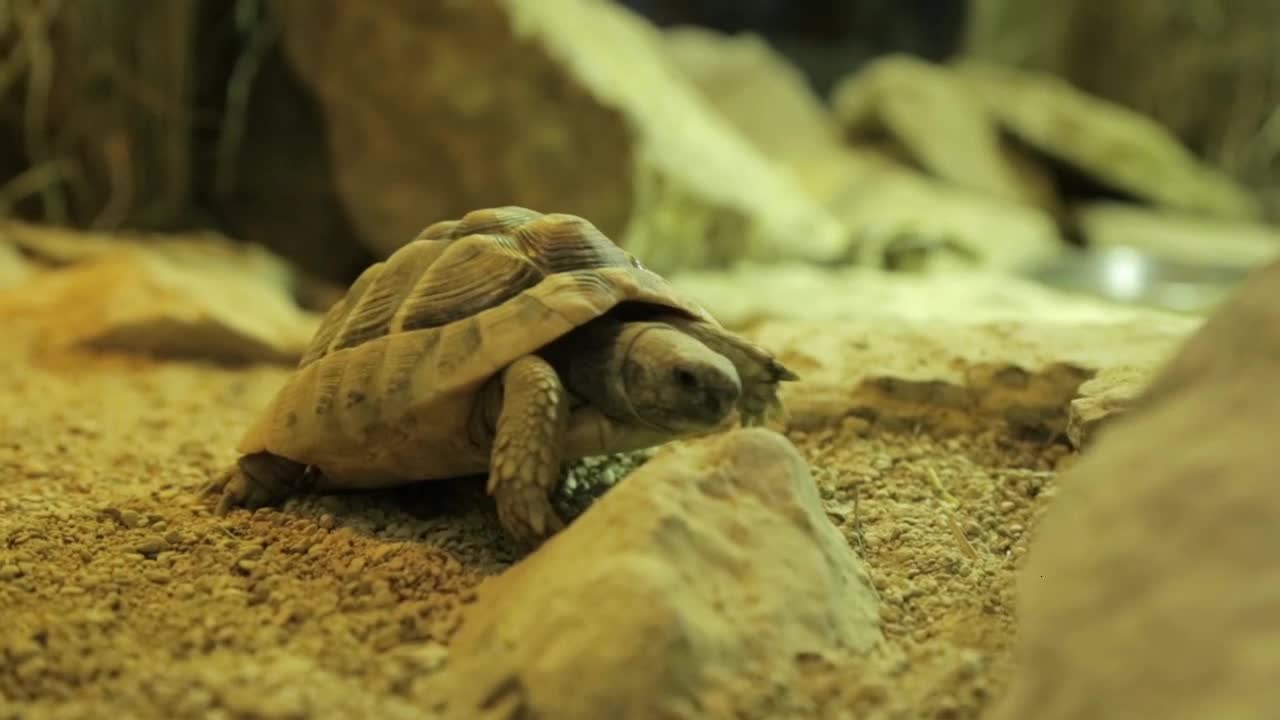 Tortoise Pair Exploring