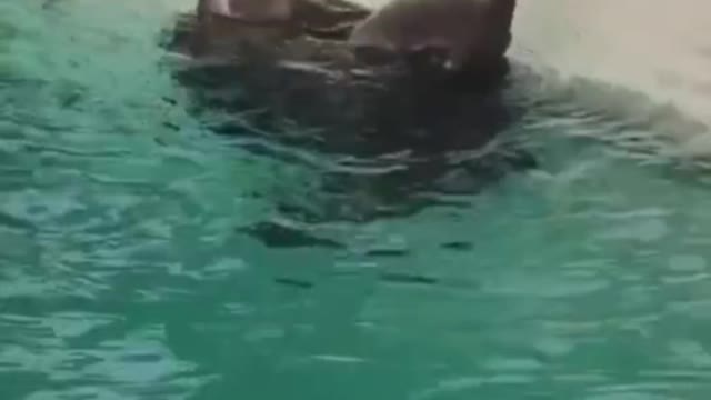 seal