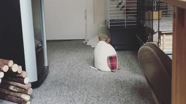 Collab copyright protection - brown bunny sprinting through room