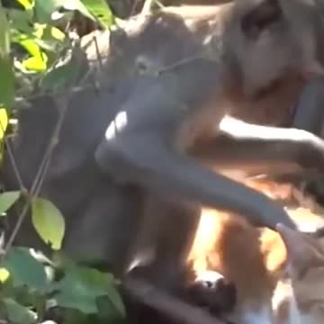 cat love monkey 🐵🐵🐒🐒