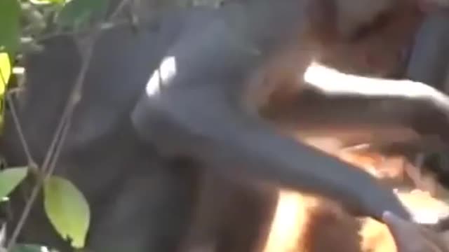 cat love monkey 🐵🐵🐒🐒