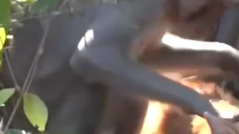 cat love monkey 🐵🐵🐒🐒