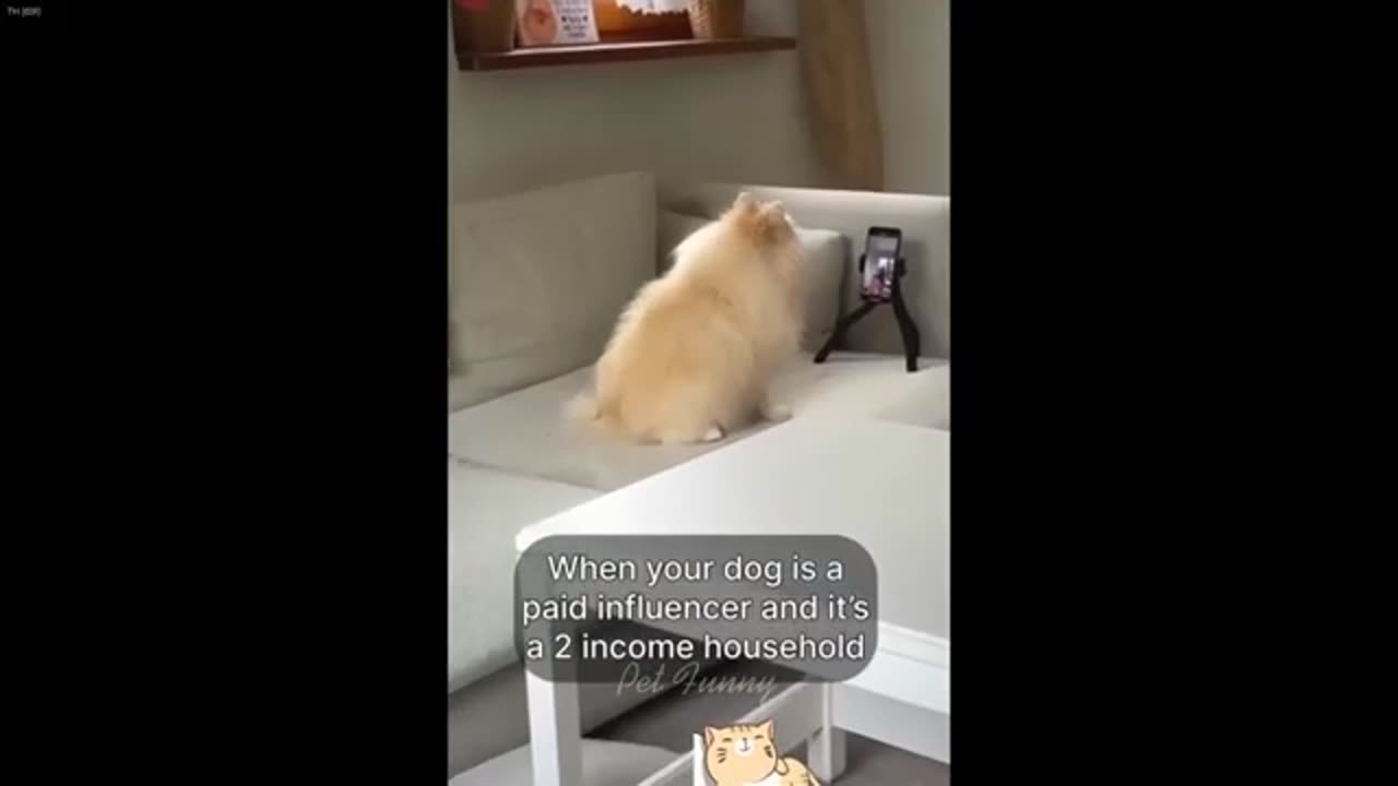 Funny Videos