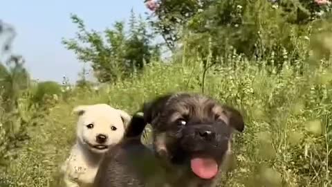 I think you're the cutest puppy in the world