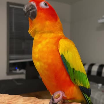 My bird's reaction to trying baked pumpkin seeds for the first time: