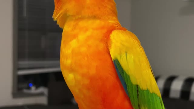 My bird's reaction to trying baked pumpkin seeds for the first time: