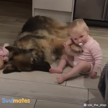 %%Baby love dog homes%%