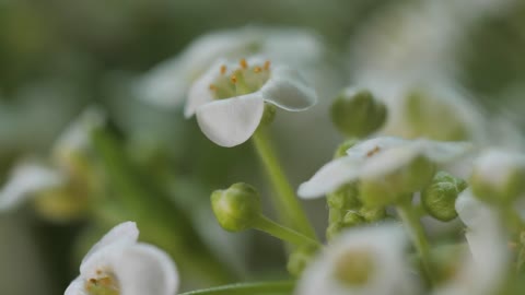 Small white flowers