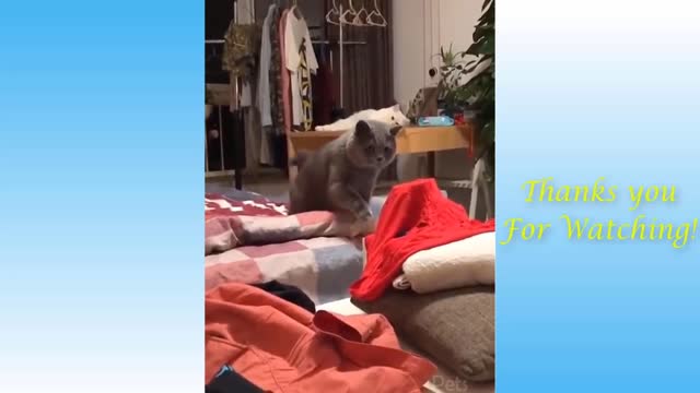 Crazy and funny cats TRY NOT TO LAUGH