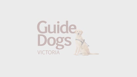 Dog training videos