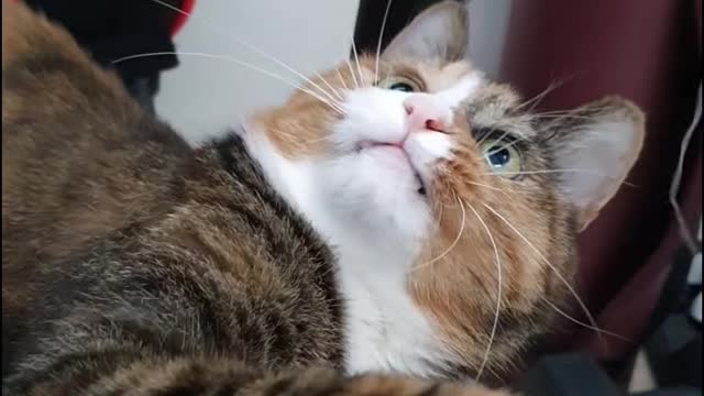 12-year-old cat playing with a plastic string