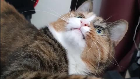 12-year-old cat playing with a plastic string