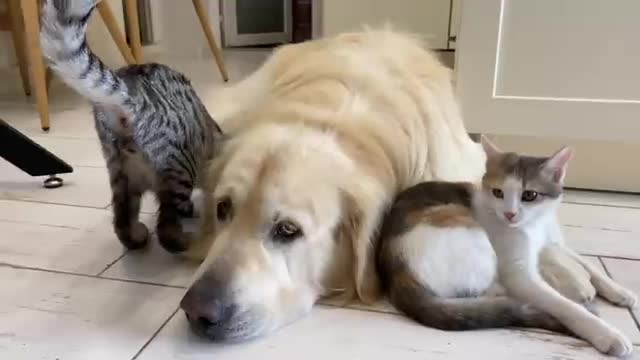 What do Kittens do when Golden Retriever Tries to sleep