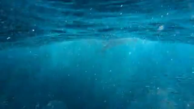 A Mother and Baby Dolphin Swimming