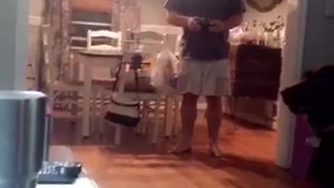 Dog knocks down toy airplane