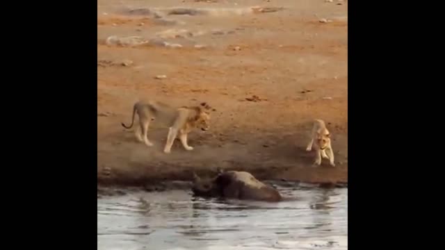 Rhino vs Lion