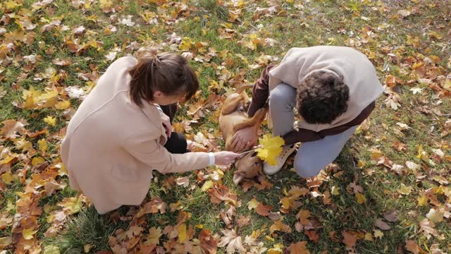 couple-of-young-people-play-with-dog-in-the-park