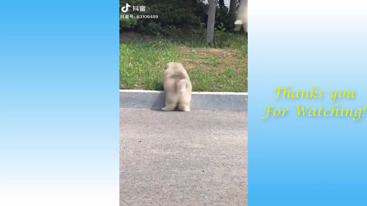 FUNNY ANIMALS MOMENTS 200M VIW