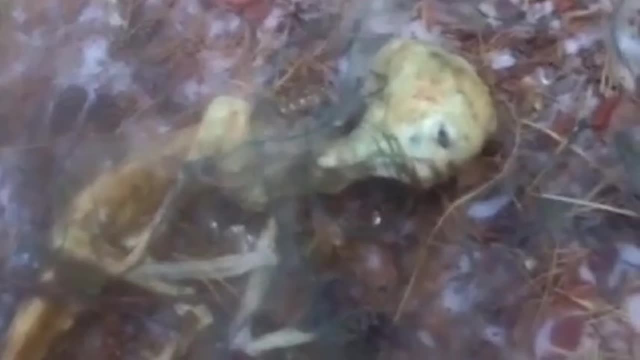 Alien Discovered In Field - Strange Events