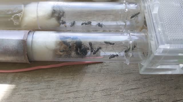 My Camponotus ant farm