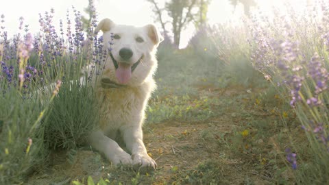 happy with dog