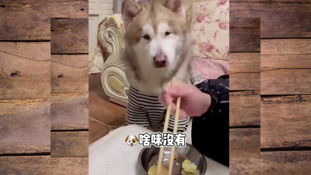 dog funny video 2022