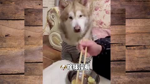 dog funny video 2022