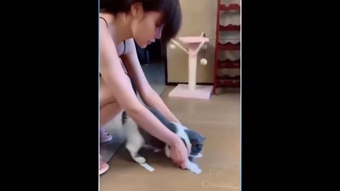 Best funny videos of the year 2024....Funniest animals ever....
