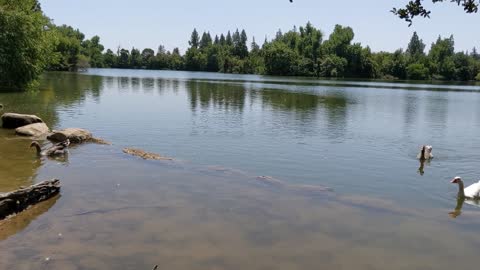 Beautiful Ducks Swimming in the Lake