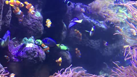 Nemo & Dory