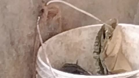 Squirrel searching food...