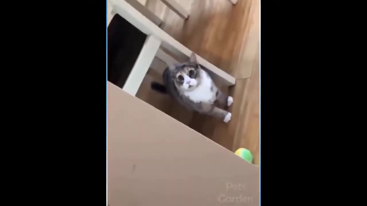 Funny Animal Videos Vol.1