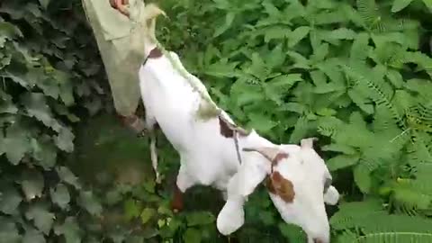 man meets first time with his goat