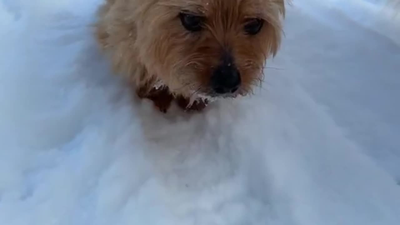 Patient dogs 🐕 wait like statues