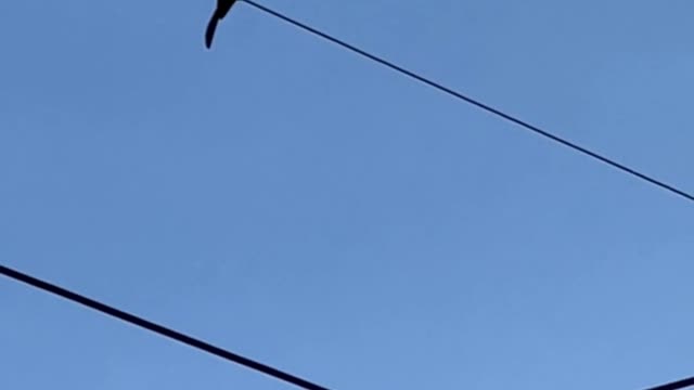 How do birds sit on high-voltage power lines without getting electrocuted?