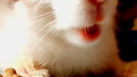 Imposter Cute Rabbit ❤️ | Cute Rabbit #Shorts