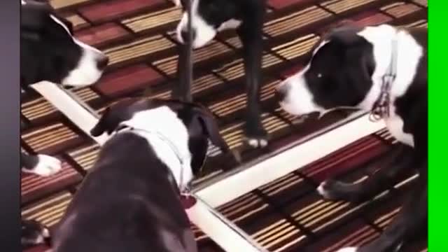 dog funny video collection