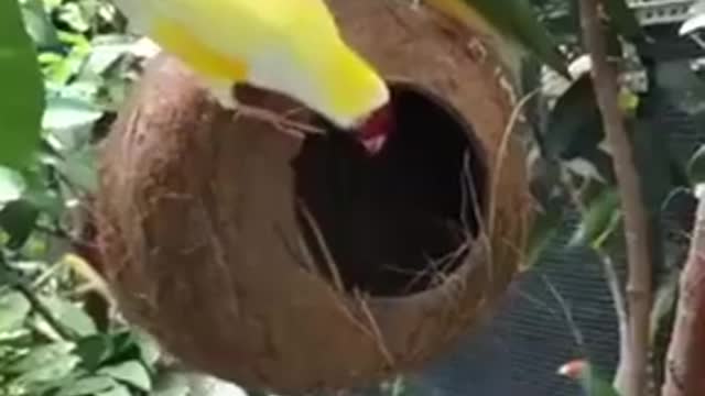 Babui bird's nest birds