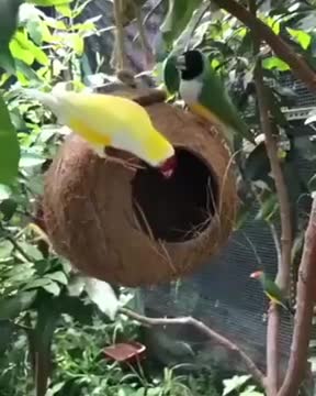 Babui bird's nest birds