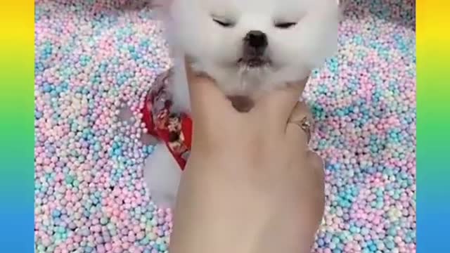 Funny Cute Puppy Dog Lovely