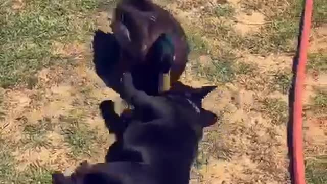 French Bulldog and Duck are Unlikely Best Friends