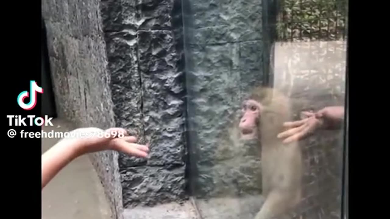 Funny Monkey reaction