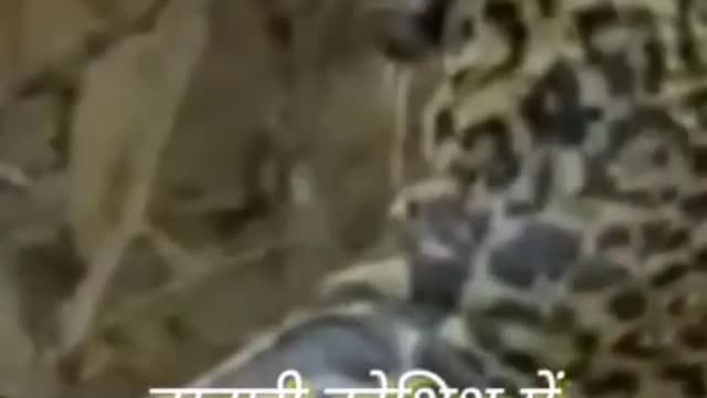 Huge Nile Crocodile Cheetah into water viral video |